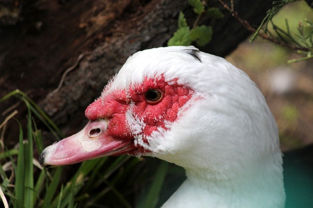 阵型前后脱 阵型前后脱